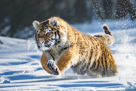 Picture of Siberian Tiger in the snow Panthera tigris altaica